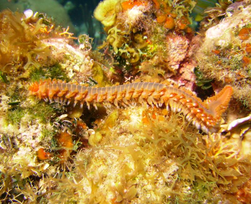 Bearded Fire Worm, Roatan