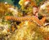 Bearded Fire Worm, Roatan