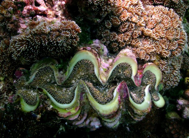 Giant Clam, Indonesia