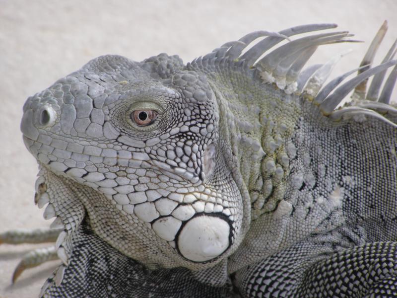 Iguana, Bonaire