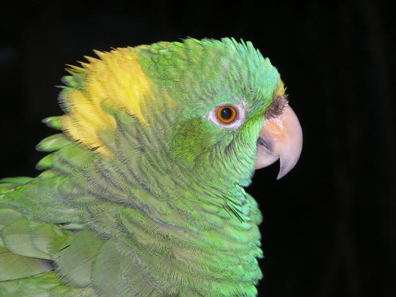 Green Parrot, Roatan