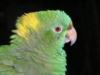 Green Parrot, Roatan