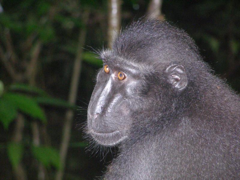Black Crested Macaque, Indonesia