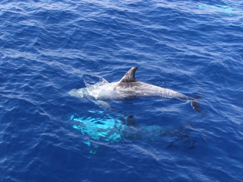 Risso Dolphins, Egypt