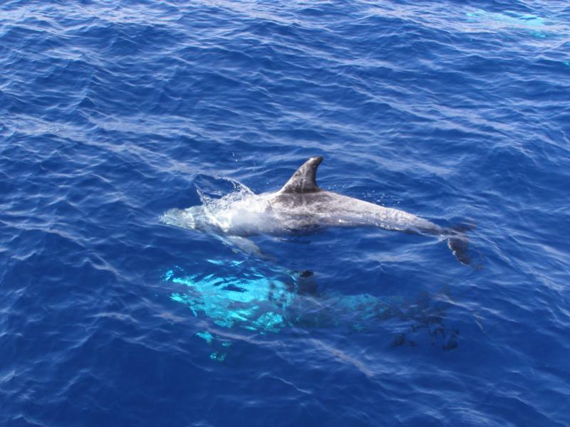 Risso Dolphins, Egypt