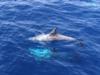 Risso Dolphins, Egypt