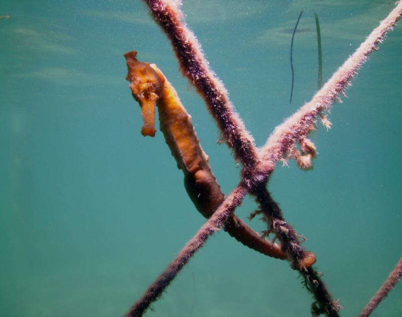 Long-Snout Seahorse, Roatan