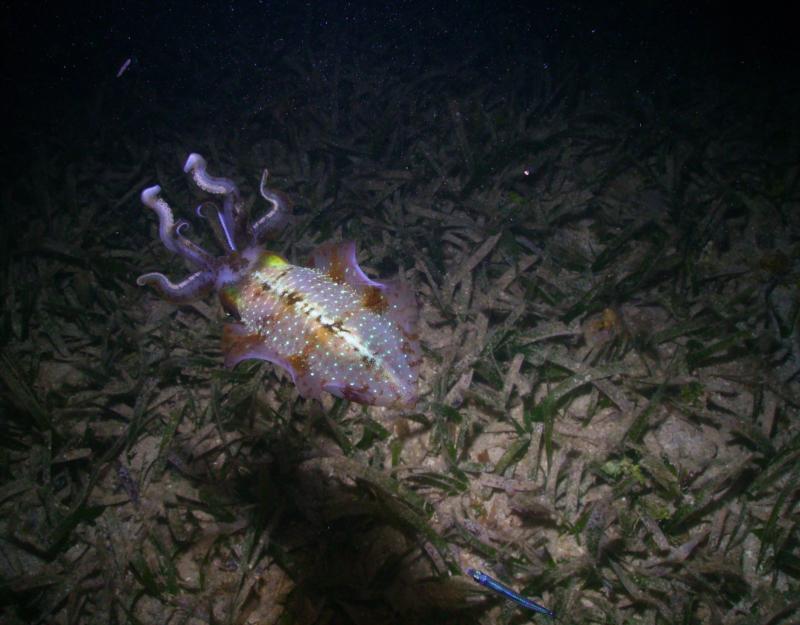 Caribbean Reef Squid (Night), Roatan