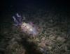 Caribbean Reef Squid (Night), Roatan