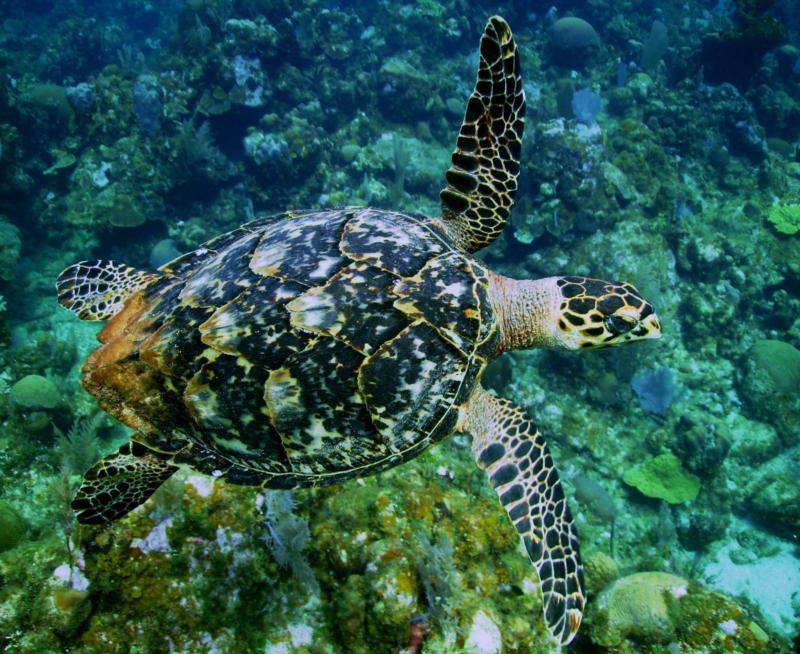 Hawksbill Sea Turtle, Roatan