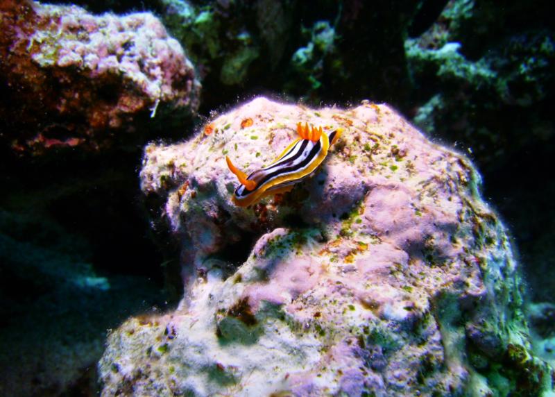 Nudibranch (Chromodoris africana), Egypt