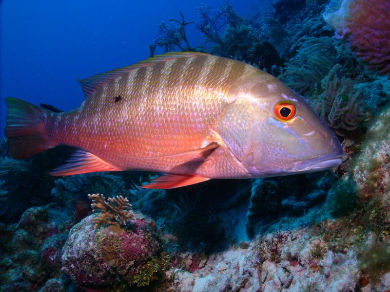 Mahogeny Snapper, Grand Cayman