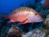 Mahogeny Snapper, Grand Cayman