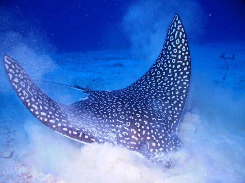 Spotted Eagle Ray Feeding, Grand Cayman