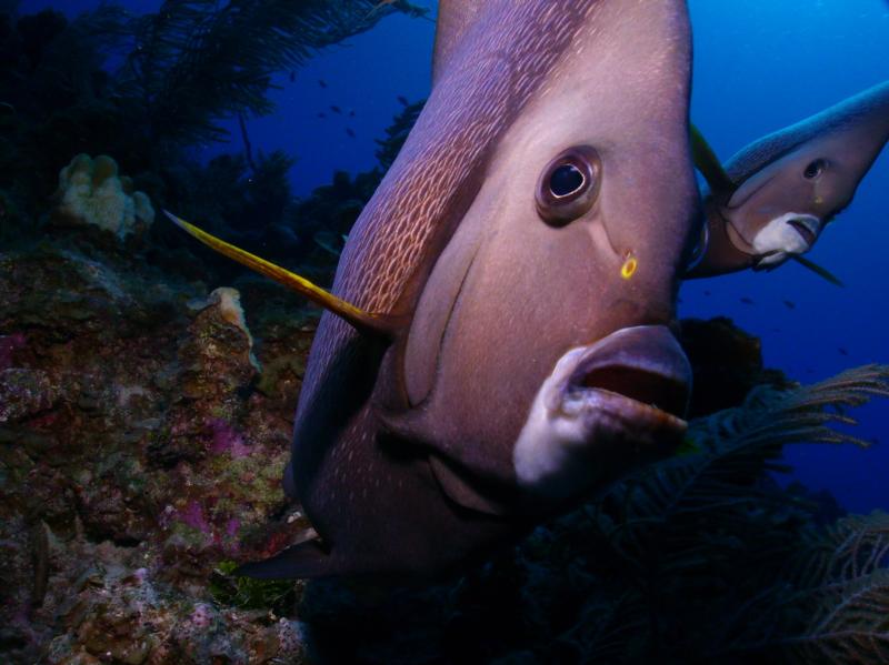 Grey Angelfish Pair, Grand Cayman