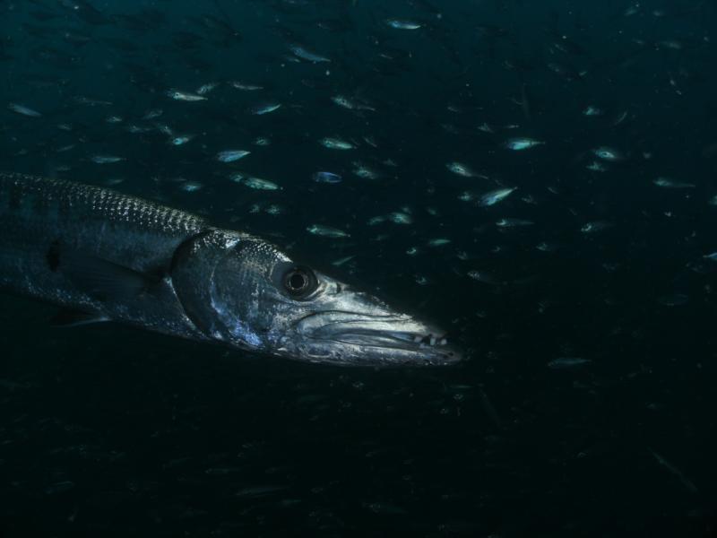 Barracuda on the Spar