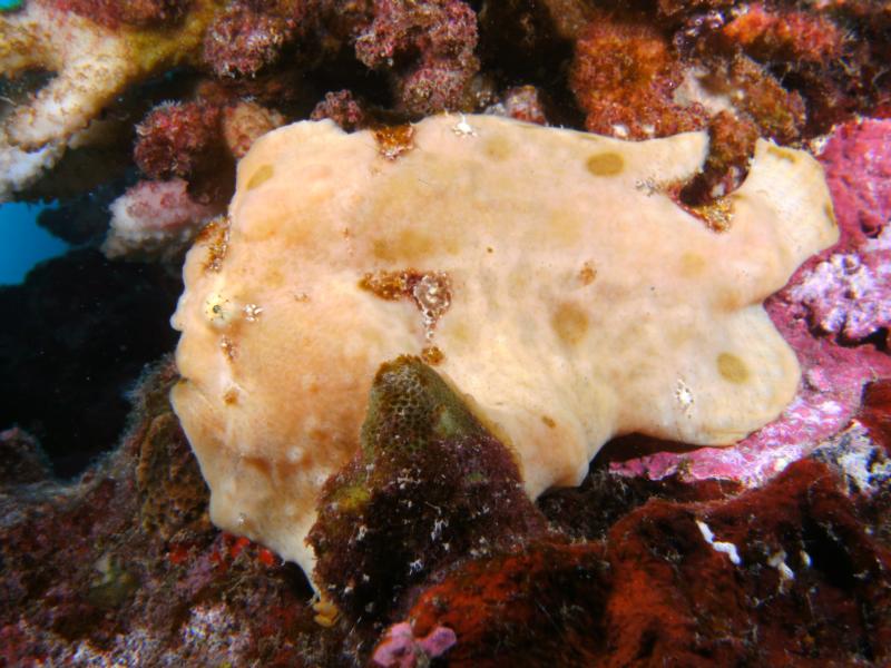 Commerson’s Frogfish, Kona, Hawaii 2011