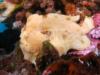 Commerson’s Frogfish, Kona, Hawaii 2011