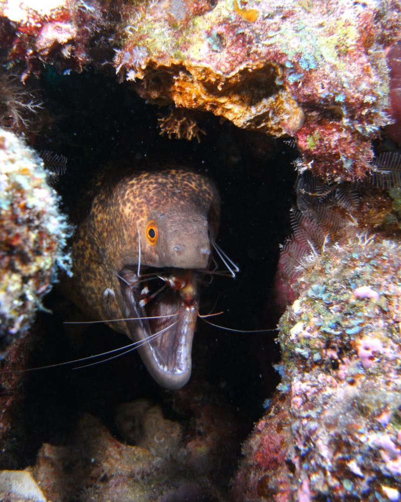 Yellow Margin Moray with Banded Coral Shrimp, Kona, Hawaii 2011