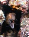 Yellow Margin Moray with Banded Coral Shrimp, Kona, Hawaii 2011