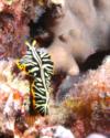 Divided Flatworm, Kona, Hawaii 2011