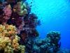 Straits of Tiran: Reefscape