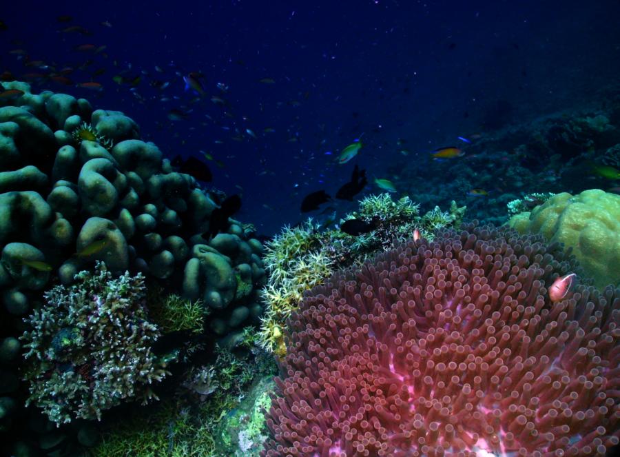 Bunaken Island: Reefscape