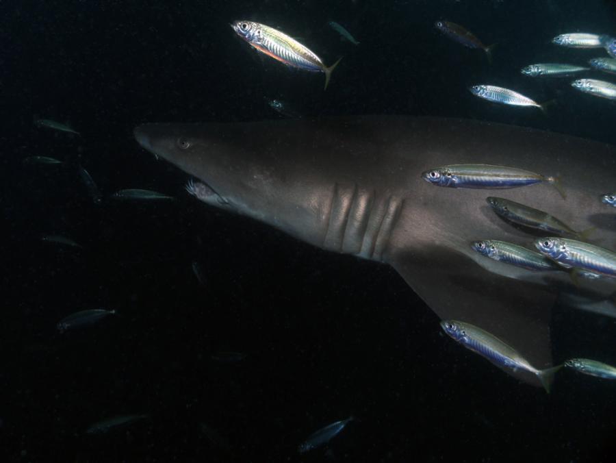 Sand-Tiger Shark