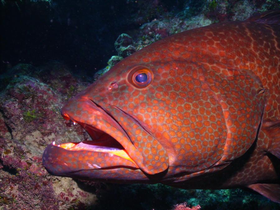 Tiger Grouper, Grand Cayman (2009)