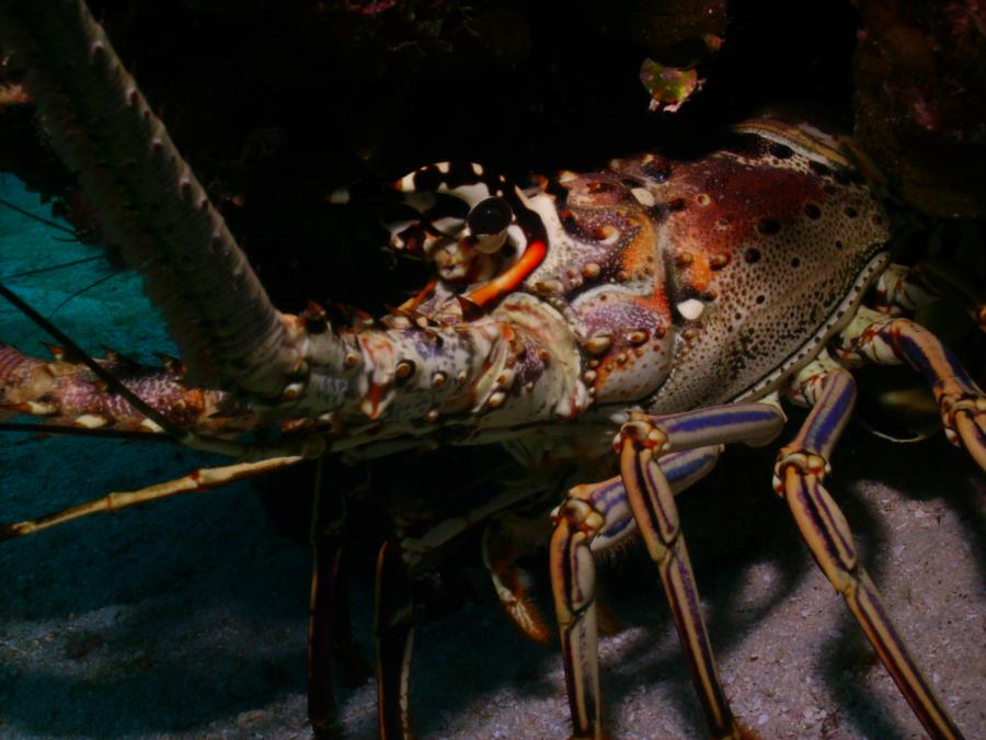 Spiny Lobster, Grand Cayman (2009)