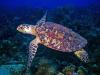 Hawksbill Sea Turtle, Grand Cayman (2009)