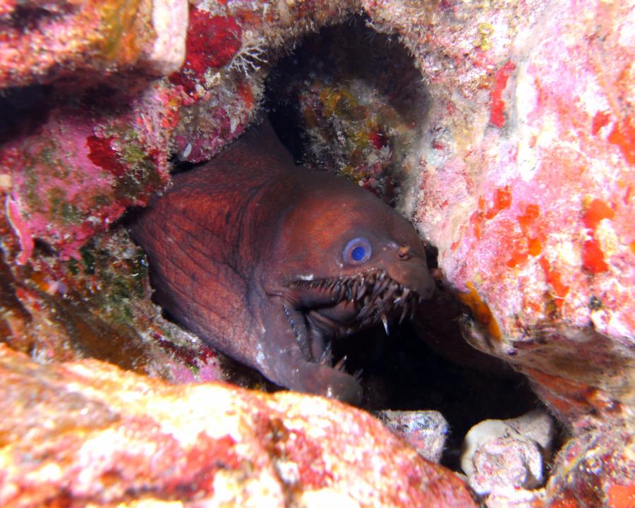 Viper Moray, Hawaii (2011)