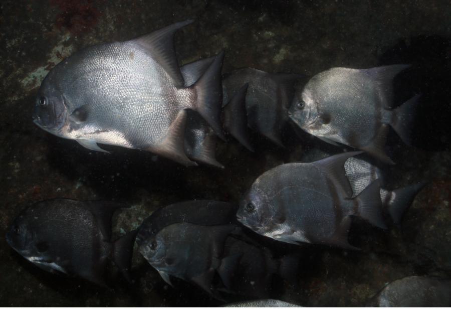 Atlantic Spadefish, North Carolina (2010)