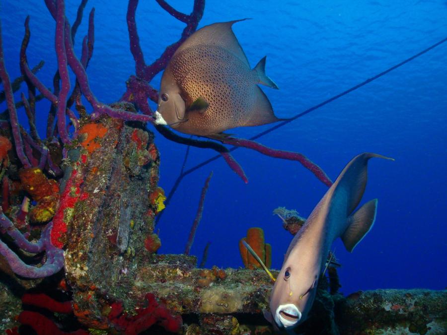 Grey Angelfish Pair, Grand Cayman (2009)