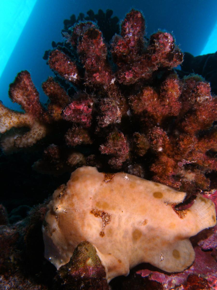 Frogfish Under Dive-boat, Hawaii (2011)