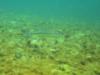 Yearling Largemouth Bass