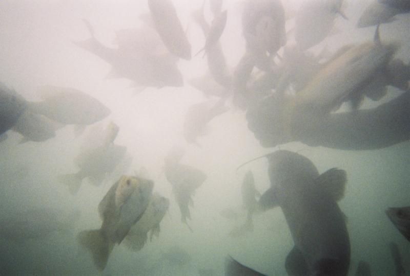 Feeding fish at Joe’s Place (Medina Lake)