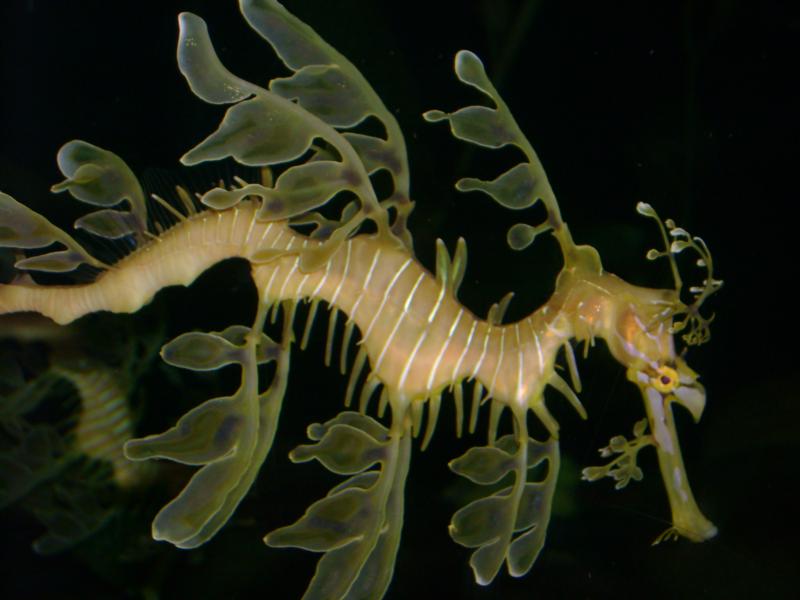 Sea Dragon