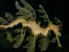 Sea Dragon