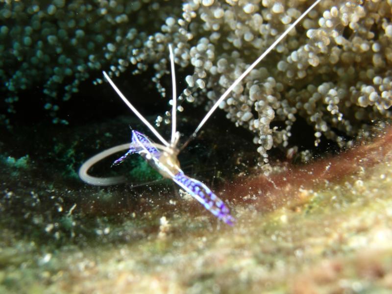 Petersen Cleaning Shrimp 