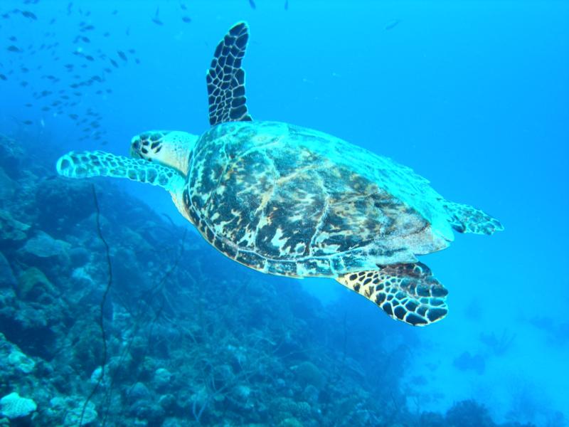 Sea Turtle