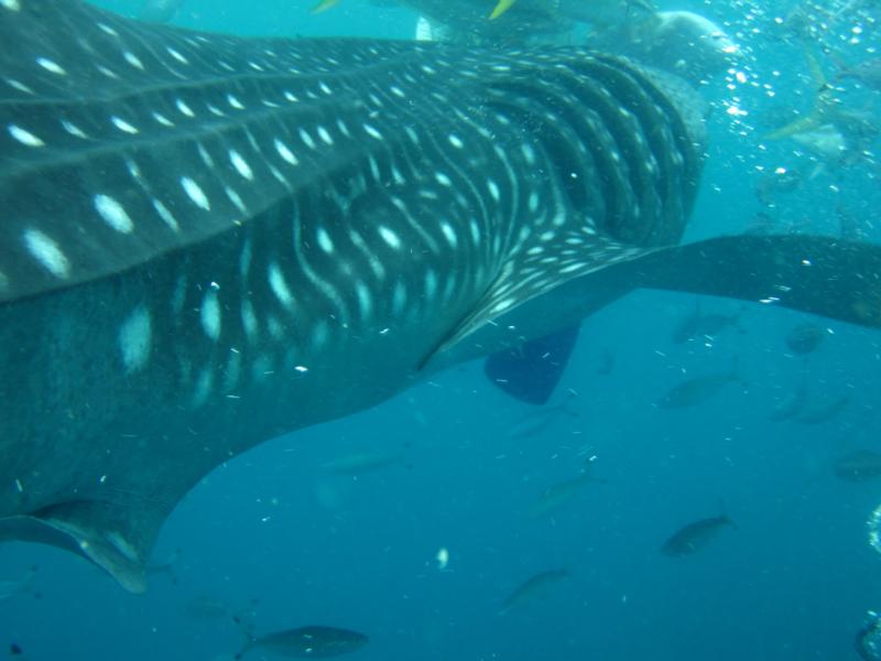 Whaleshark