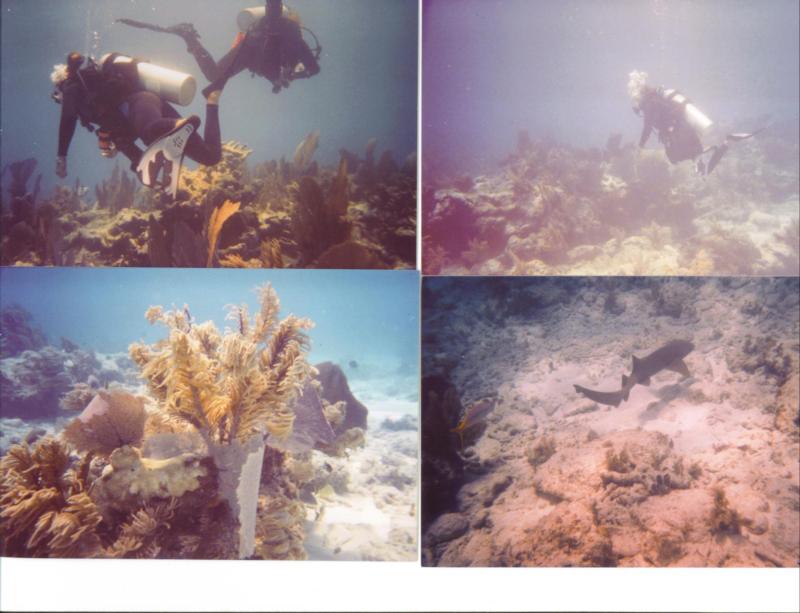 Molasass Reef