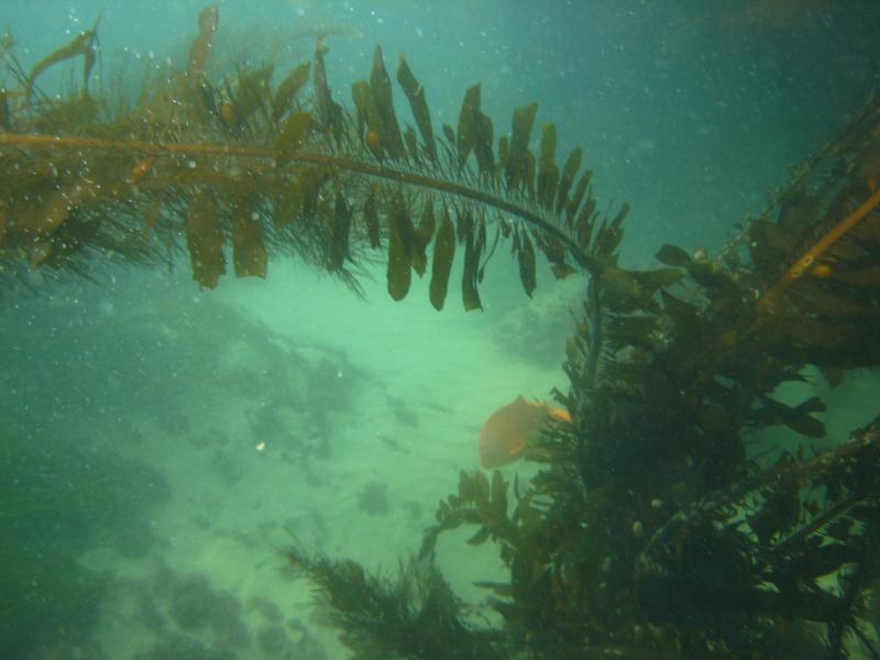 giant kelp (macrocystis pyrifera)