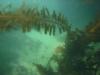 giant kelp (macrocystis pyrifera)