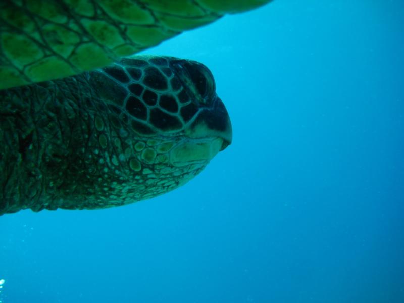 sea turtle in hawaii