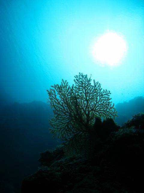 contrast   (Okinawa, Japan)