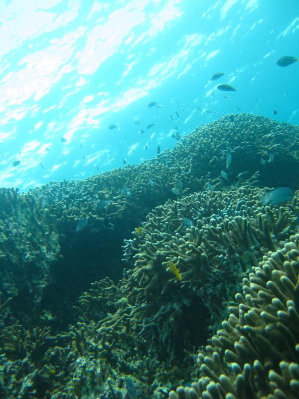 nakayukui dive point  (Okinawa, Japan)