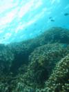 nakayukui dive point  (Okinawa, Japan)