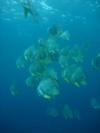 bat fish  (Okinawa, Japan)